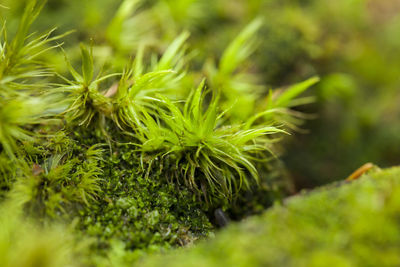 Close-up of fresh green plant