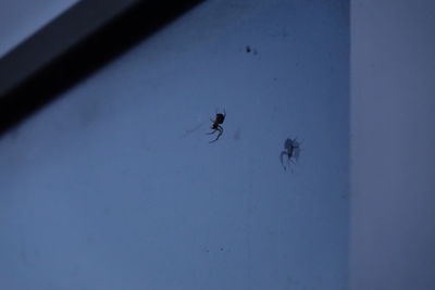 Close-up of spider on web