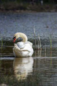 Swan floating on lake