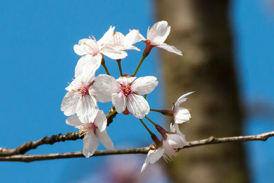 Close-up of cherry blossoms blooming against blue sky