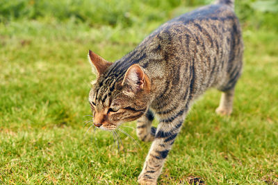 Portrait of a cat walking on field