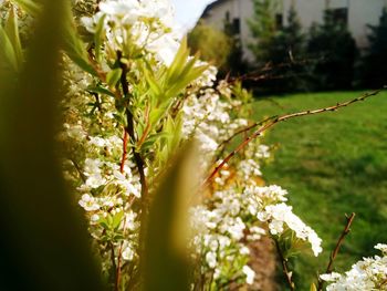 Close-up of flowering plant