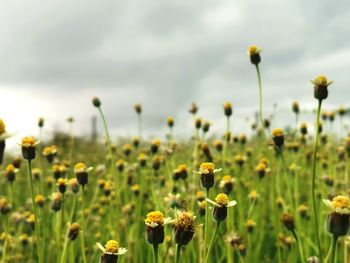 Close-up of yellow flowering plants on field