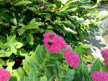 Close-up of pink flowers growing on plant