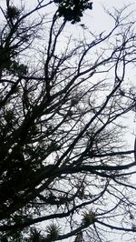 Low angle view of bare trees against sky