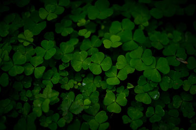 Full frame shot of plants