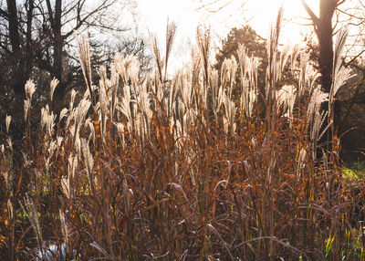 Close-up of corn field