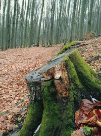 View of tree stump in forest