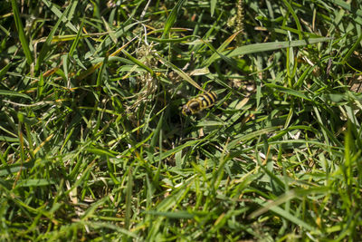 Close-up of fresh green grass in field