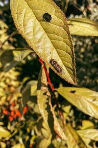 Close-up of insect on leaves