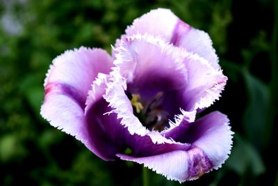 Close-up of pink flowers