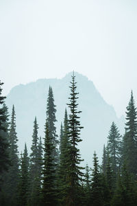 Trees on mountain against sky