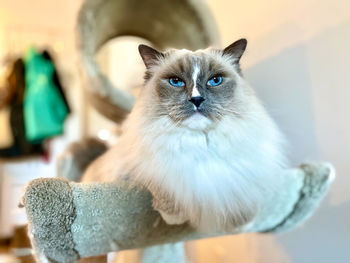 Close-up portrait of cat looking at camera