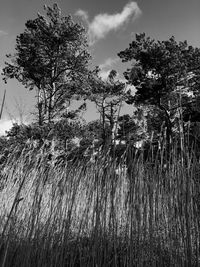 Low angle view of trees on field against sky