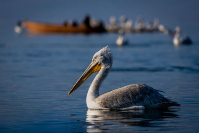 Close-up of pelican