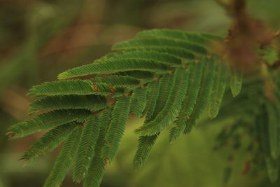 Close-up of fern leaves