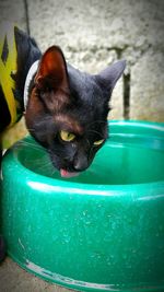 Close-up portrait of cat