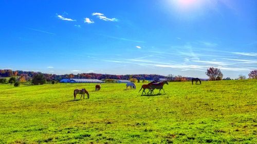 Horses grazing on field against sky