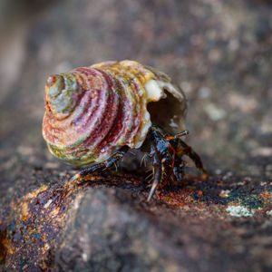 Close-up of crab on rock