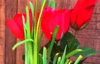 Close-up of red flowers