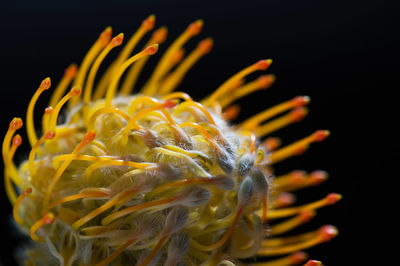 Close-up african exotic flower protea