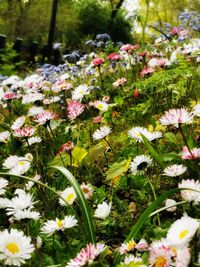 Close-up of pink flowering plants on field