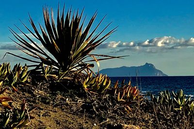 Plants by sea against sky