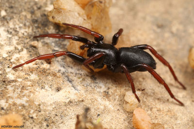 Close-up of ant on rock