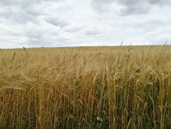 Scenic view of wheat field against sky