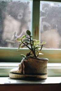 Close-up of potted plant