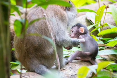 Monkey sitting on a plant