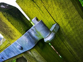 High angle view of green leaf on wood