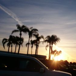 Palm trees at sunset