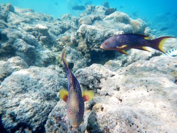 Fish swimming in sea