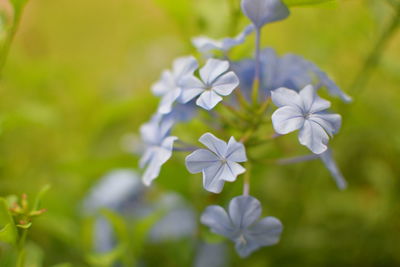 Close-up of white flowering plant