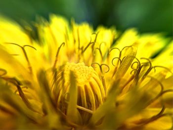 Close-up of yellow flowering plant