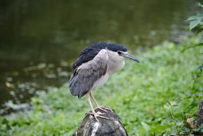 Close-up of a bird