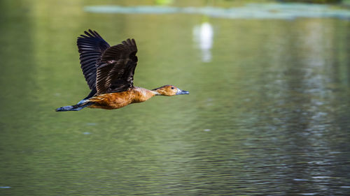 Bird flying over lake