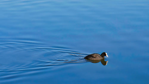 Bird swimming in lake