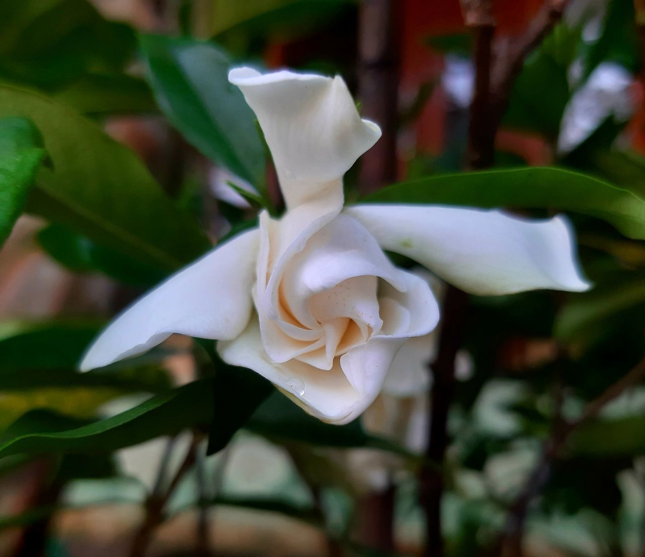 flower, plant, flowering plant, petal, beauty in nature, close-up, white, flower head, inflorescence, fragility, freshness, nature, leaf, plant part, no people, focus on foreground, growth, rose, outdoors, gardenia, botany
