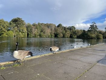 Ducks in a lake