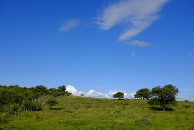 Trees on field against blue sky