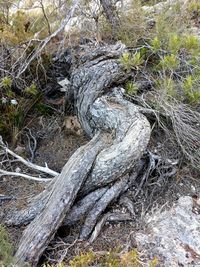 Close-up of tree roots on field