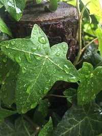 Close-up of raindrops on leaf