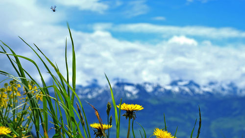 Close-up of flowers against blue sky