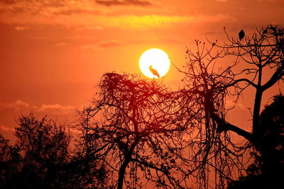 Low angle view of silhouette tree against orange sky