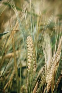 Close-up of stalks in wheat field