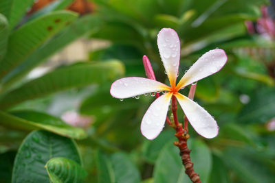 Close-up of flowering plant