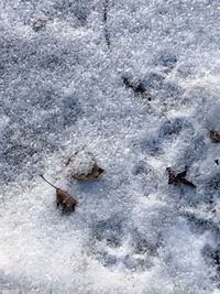 High angle view of crab in snow