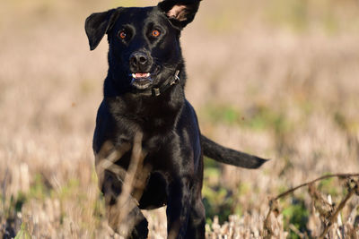 Portrait of black dog sitting on field